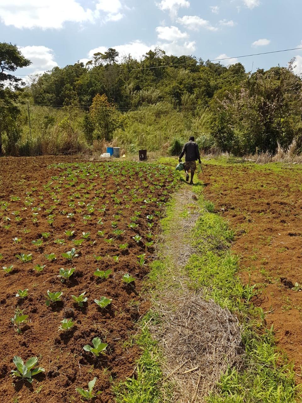 8.42-Acres-Residential-Development-Land-for-Sale-in-Southfield-St.-Ann-Jamaica Twenty-Third image of Southfield in Runaway Bay, St. Ann, Jamaica - property is For Sale