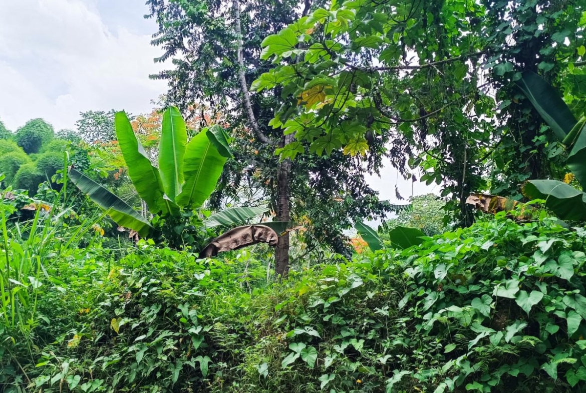 Fifth image of Burnt Shop rd in Lawrence Tavern P.O., St. Andrew, Jamaica - property is For Sale