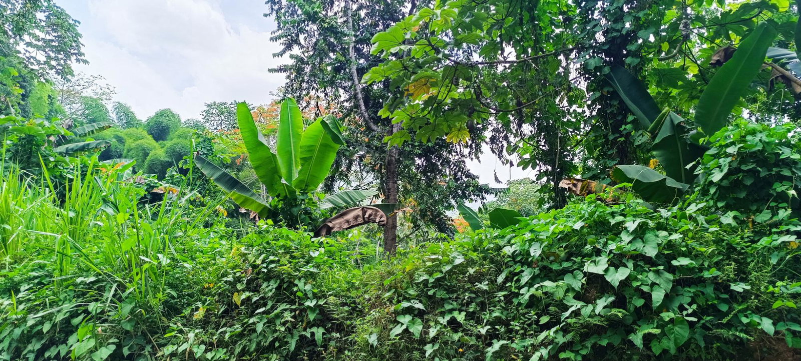 Fifth image of Burnt Shop rd in Lawrence Tavern P.O., St. Andrew, Jamaica - property is For Sale