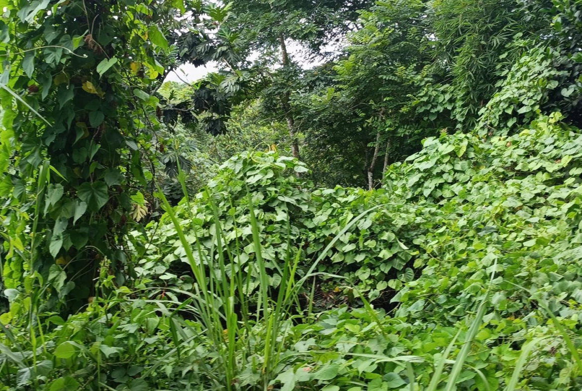 Seventh image of Burnt Shop rd in Lawrence Tavern P.O., St. Andrew, Jamaica - property is For Sale