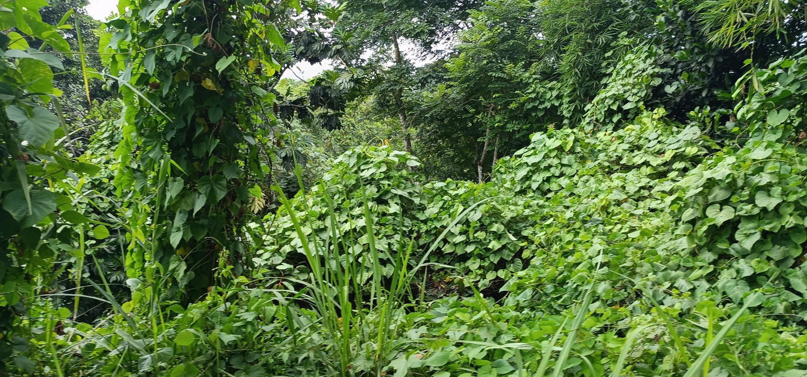 Seventh image of Burnt Shop rd in Lawrence Tavern P.O., St. Andrew, Jamaica - property is For Sale