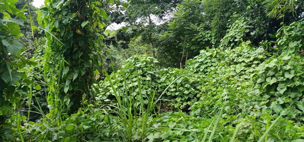 Seventh image of Burnt Shop rd in Lawrence Tavern P.O., St. Andrew, Jamaica - property is For Sale