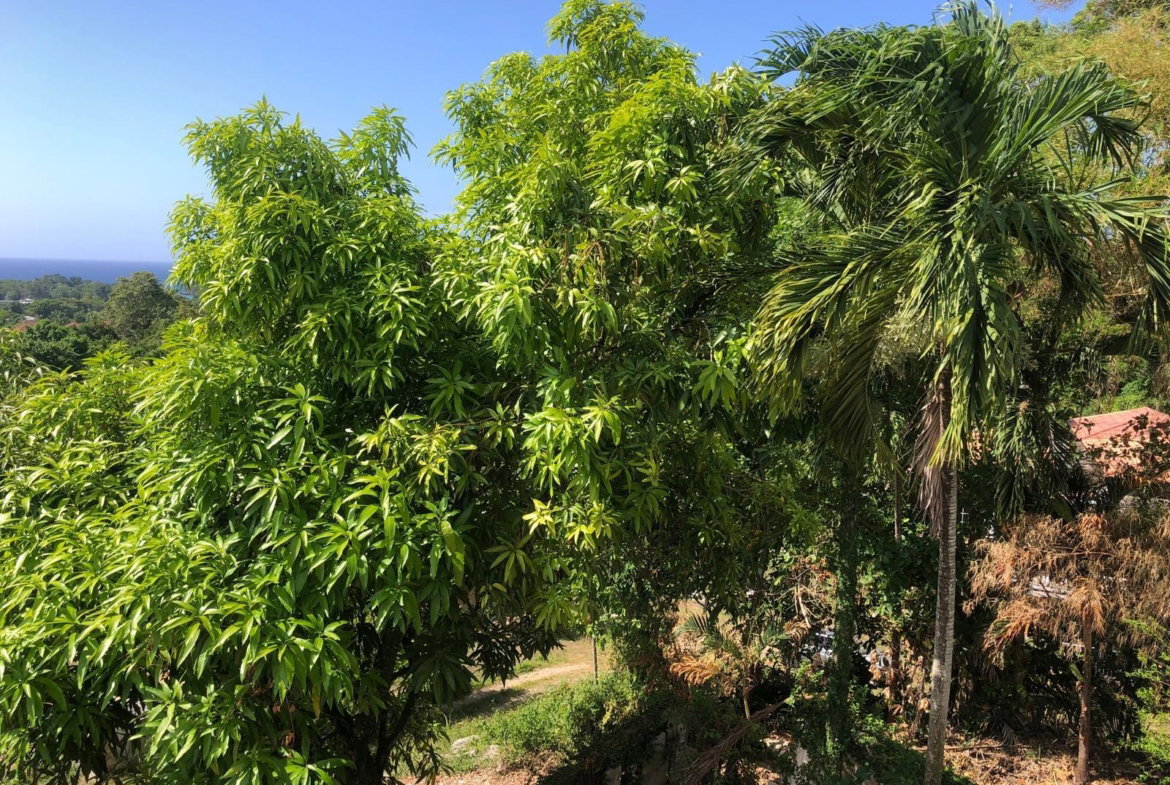 Twenty-Third image of 26- Eltham Close in Eltham, St. Ann, Jamaica - property is For Rent