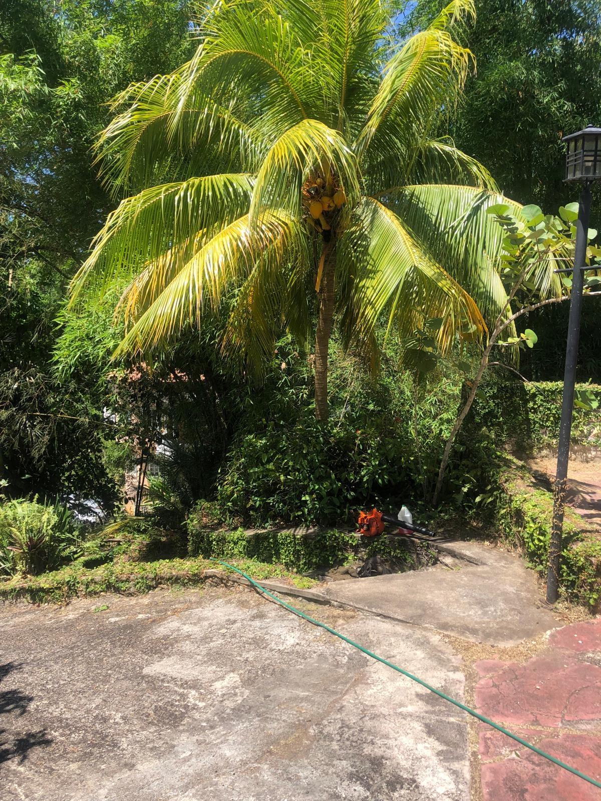 Eighth image of 26- Eltham Close in Eltham, St. Ann, Jamaica - property is For Rent