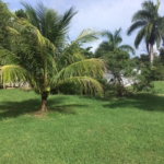 First image of 56-gibraltar Mango Tree Road in Oracabessa, St. Mary, Jamaica - property is For Rent