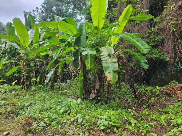 Sixth image of Part of Tweedside in Hopewell, Hanover, Jamaica - property is For Sale