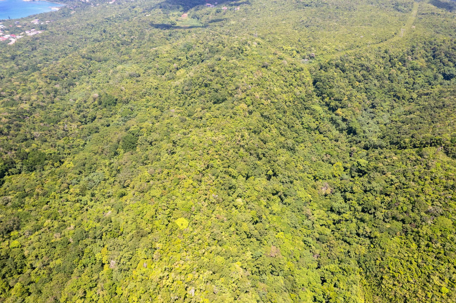 Development-Land-for-Sale-in-Boscobel-St.-Mary-–-36-Acres-with-Ocean-Views Third image of 1 Union Pen in Boscobel, St. Mary, Jamaica - property is For Sale