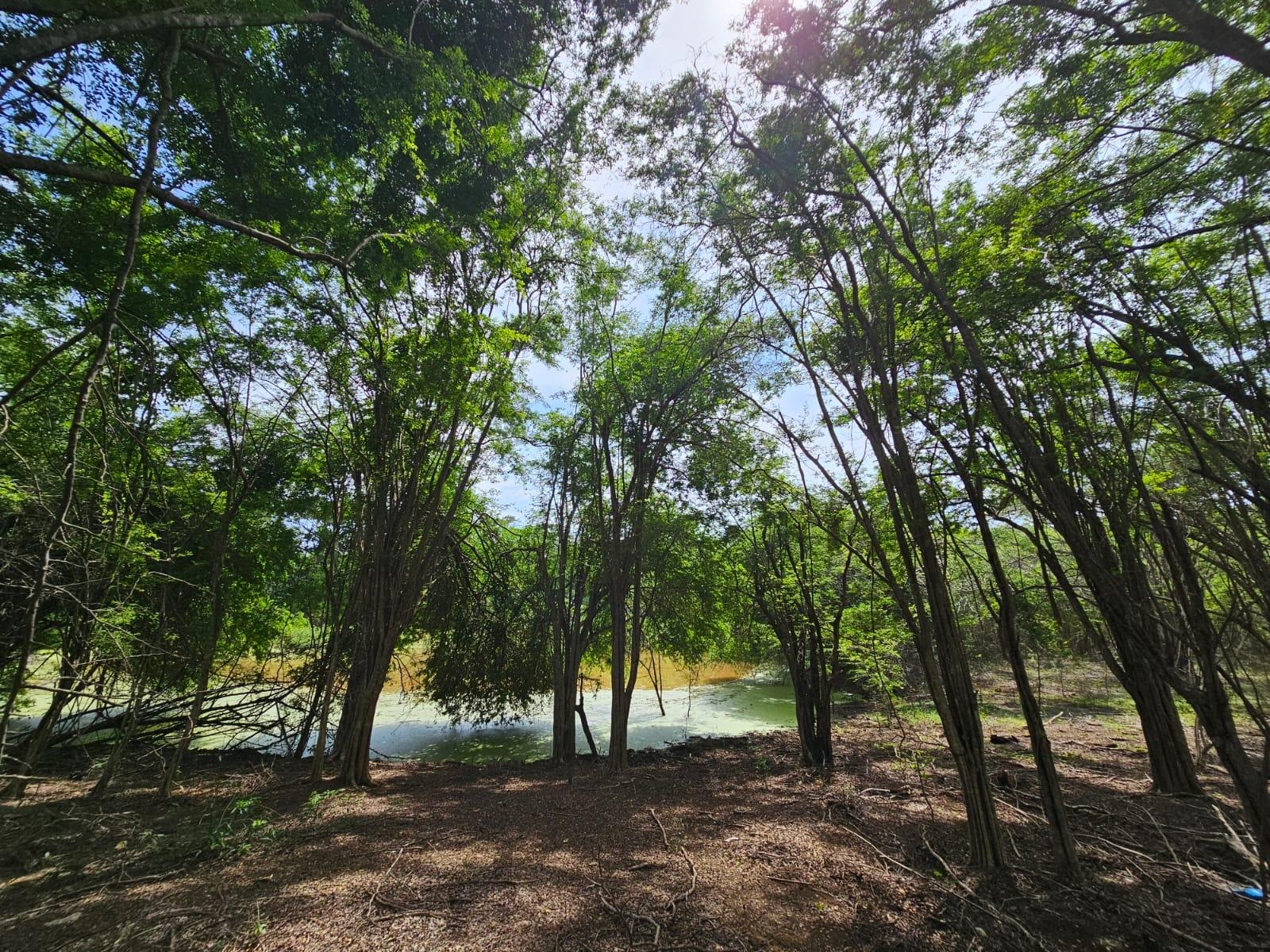 Eleventh image of Friendship in Friendship, St. Elizabeth, Jamaica - property is For Sale
