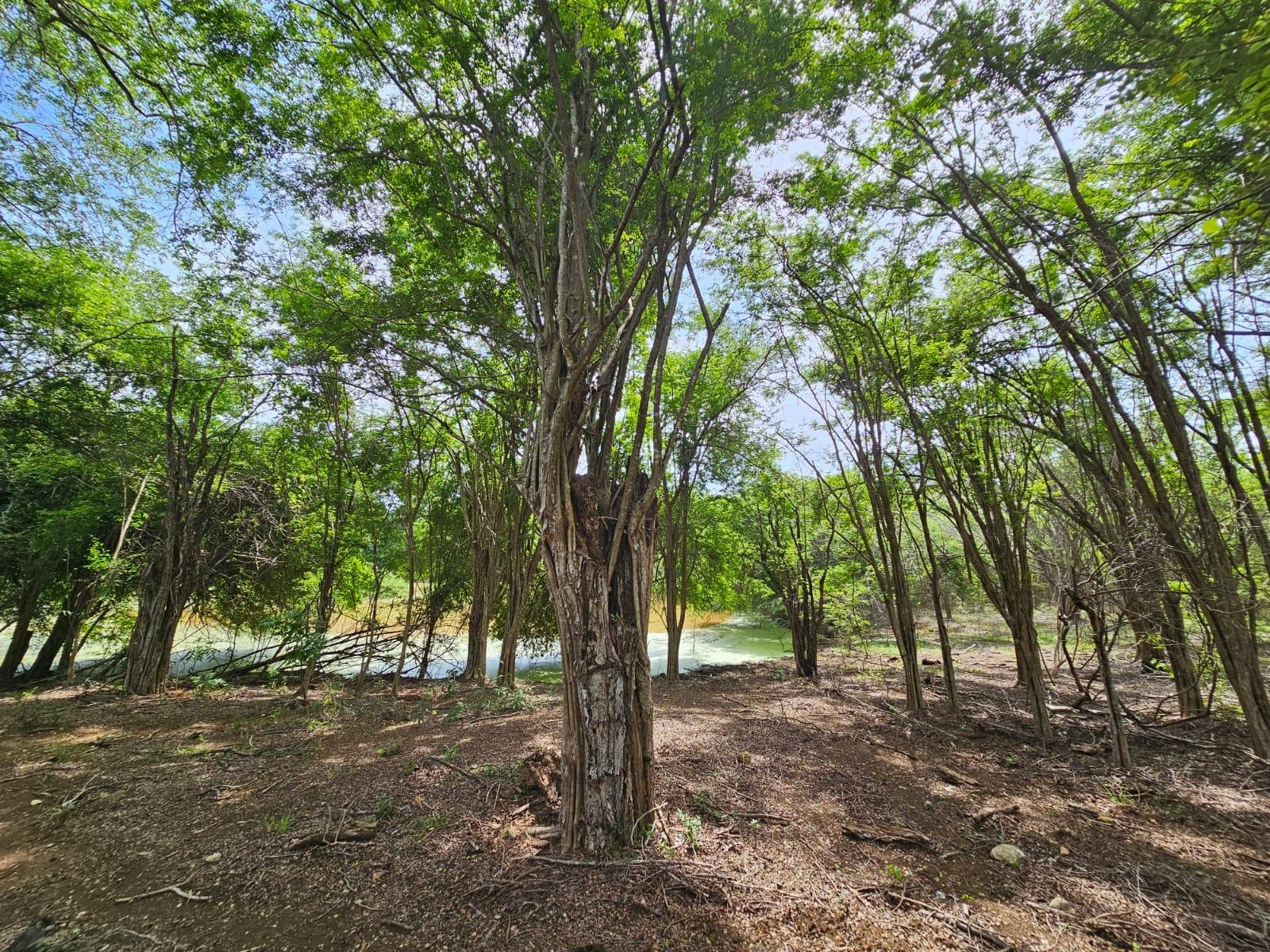 Twelfth image of Friendship in Friendship, St. Elizabeth, Jamaica - property is For Sale