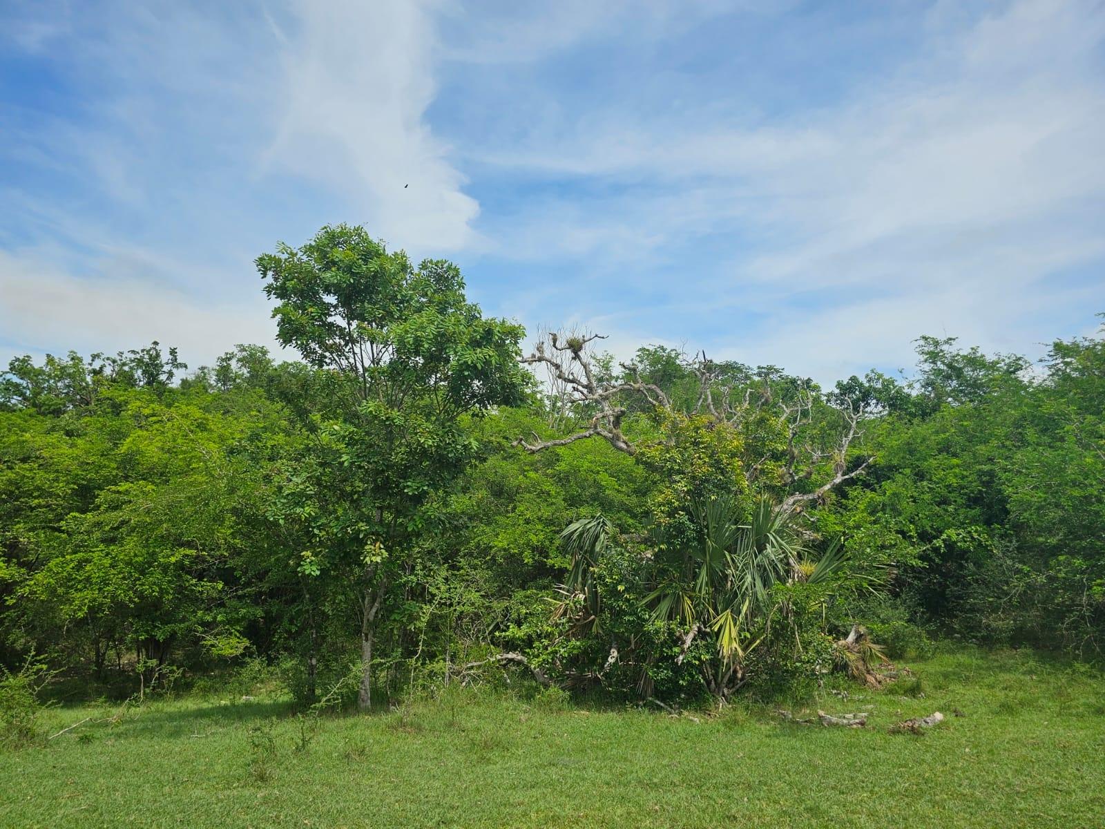 Fourth image of Friendship in Friendship, St. Elizabeth, Jamaica - property is For Sale