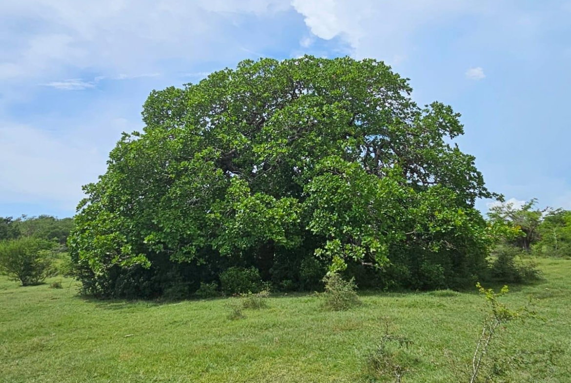 Eighth image of Friendship in Friendship, St. Elizabeth, Jamaica - property is For Sale