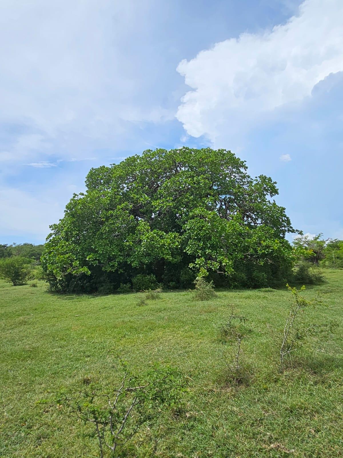 Eighth image of Friendship in Friendship, St. Elizabeth, Jamaica - property is For Sale