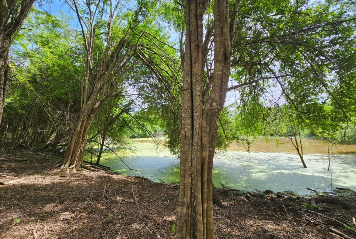 Ninth image of Friendship in Friendship, St. Elizabeth, Jamaica - property is For Sale