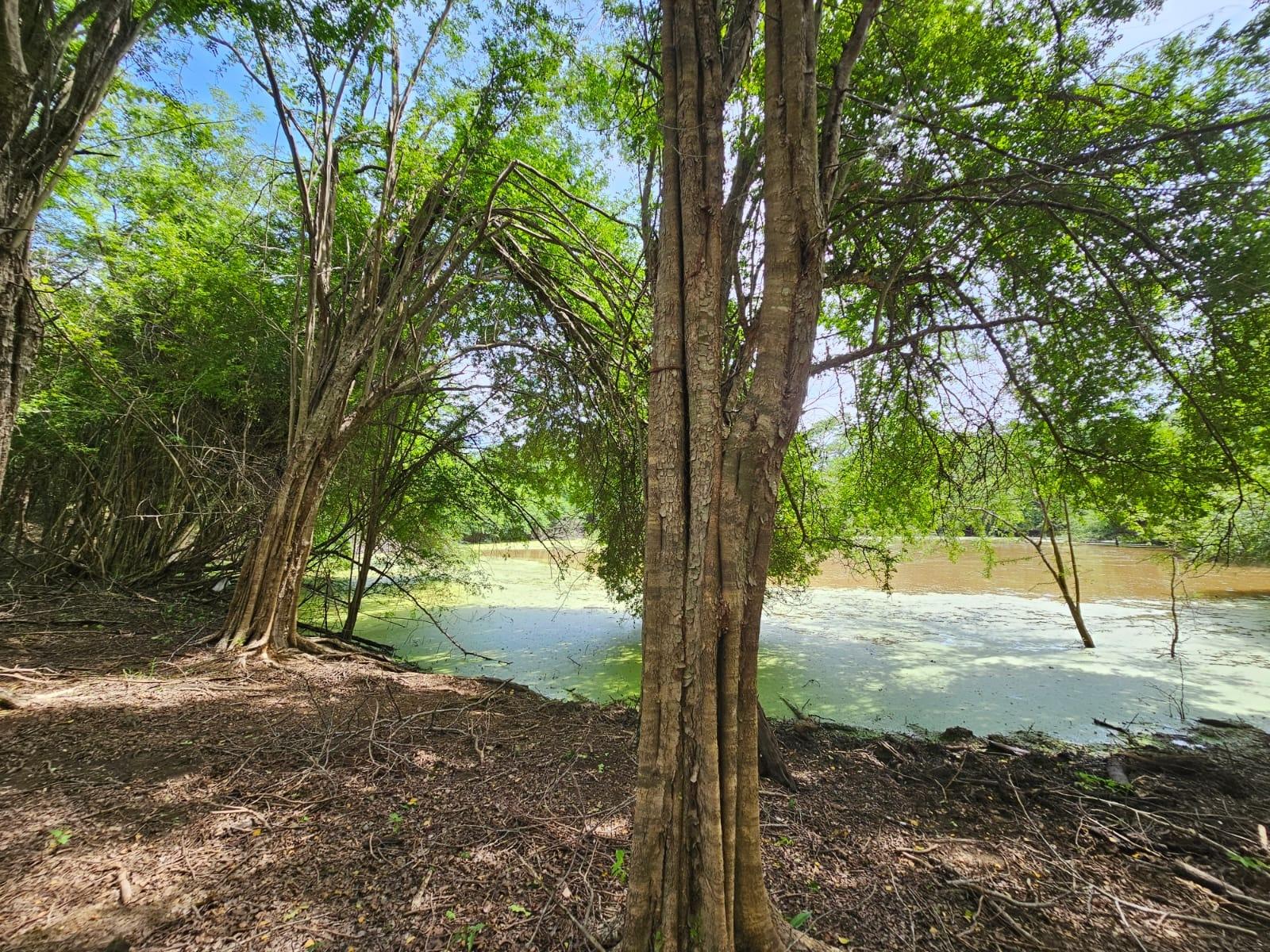 Ninth image of Friendship in Friendship, St. Elizabeth, Jamaica - property is For Sale