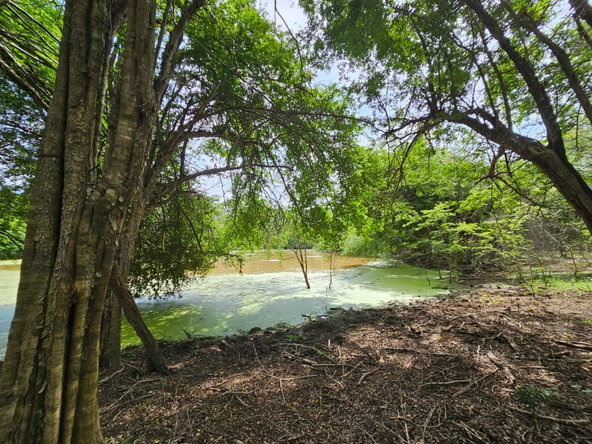 Tenth image of Friendship in Friendship, St. Elizabeth, Jamaica - property is For Sale