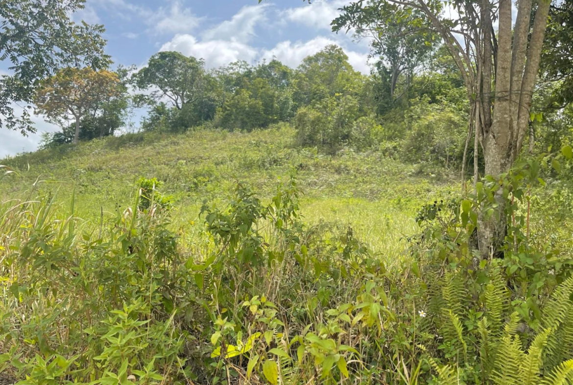 Fourth image of Epping Forrest in Old England, Manchester, Jamaica - property is For Sale