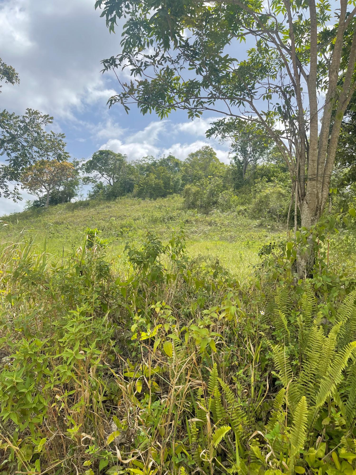 Fourth image of Epping Forrest in Old England, Manchester, Jamaica - property is For Sale