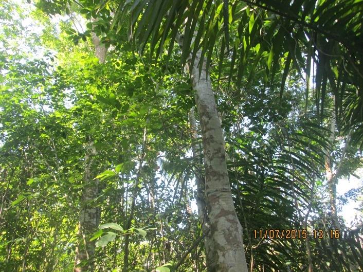 Sixth image of Cromwell Rd, Highgate st in Highgate, St. Mary, Jamaica - property is For Sale