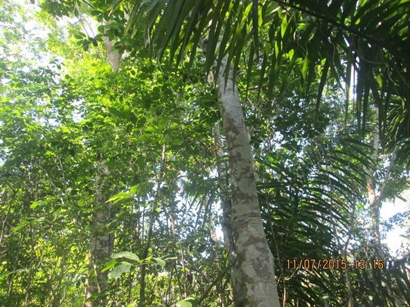Sixth image of Cromwell Rd, Highgate st in Highgate, St. Mary, Jamaica - property is For Sale