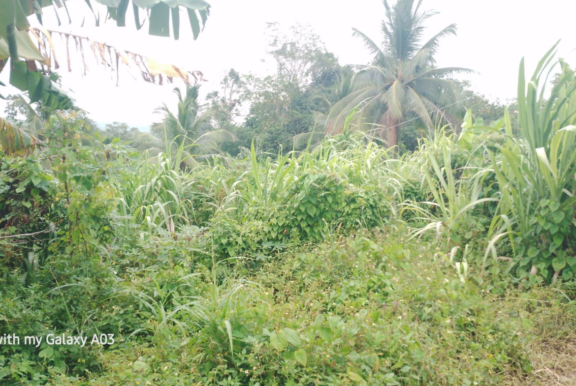 First image of Lot 6 New Ramble, Free Hill P.o in Free Hill, St. Mary, Jamaica - property is For Sale