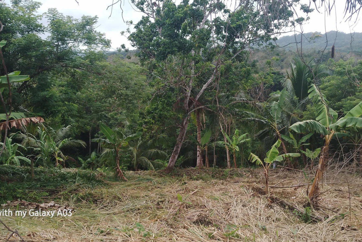 Third image of Lot 6 New Ramble, Free Hill P.o in Free Hill, St. Mary, Jamaica - property is For Sale