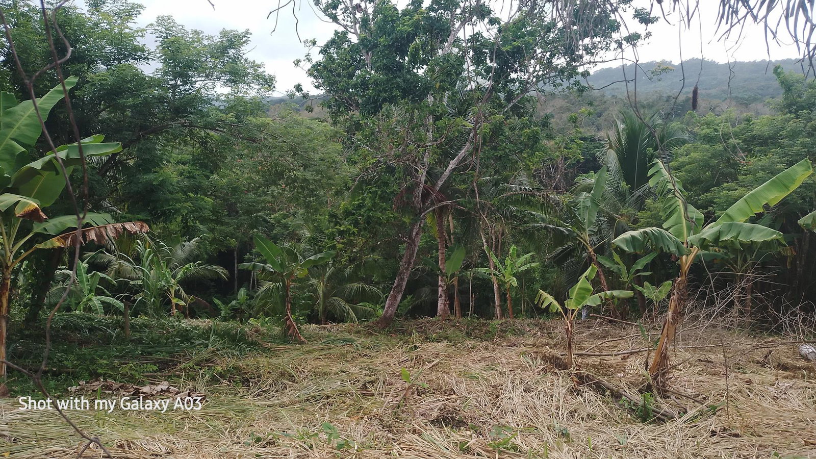 Third image of Lot 6 New Ramble, Free Hill P.o in Free Hill, St. Mary, Jamaica - property is For Sale
