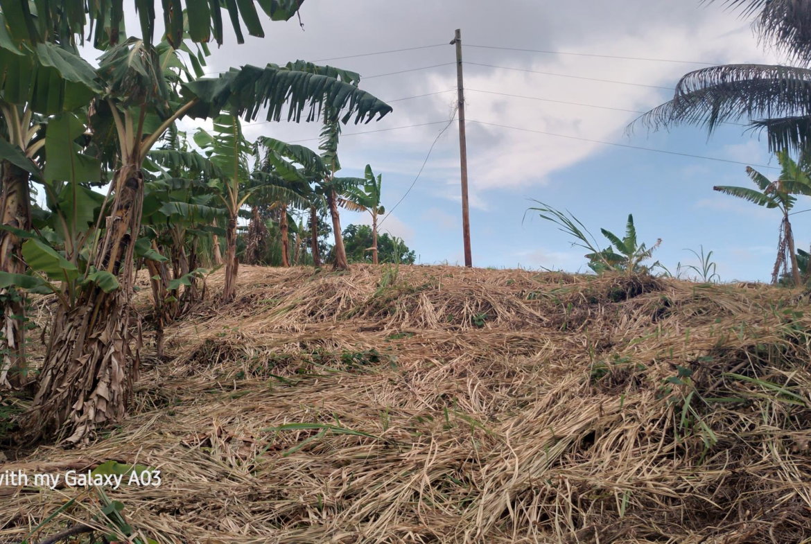 Fourth image of Lot 6 New Ramble, Free Hill P.o in Free Hill, St. Mary, Jamaica - property is For Sale
