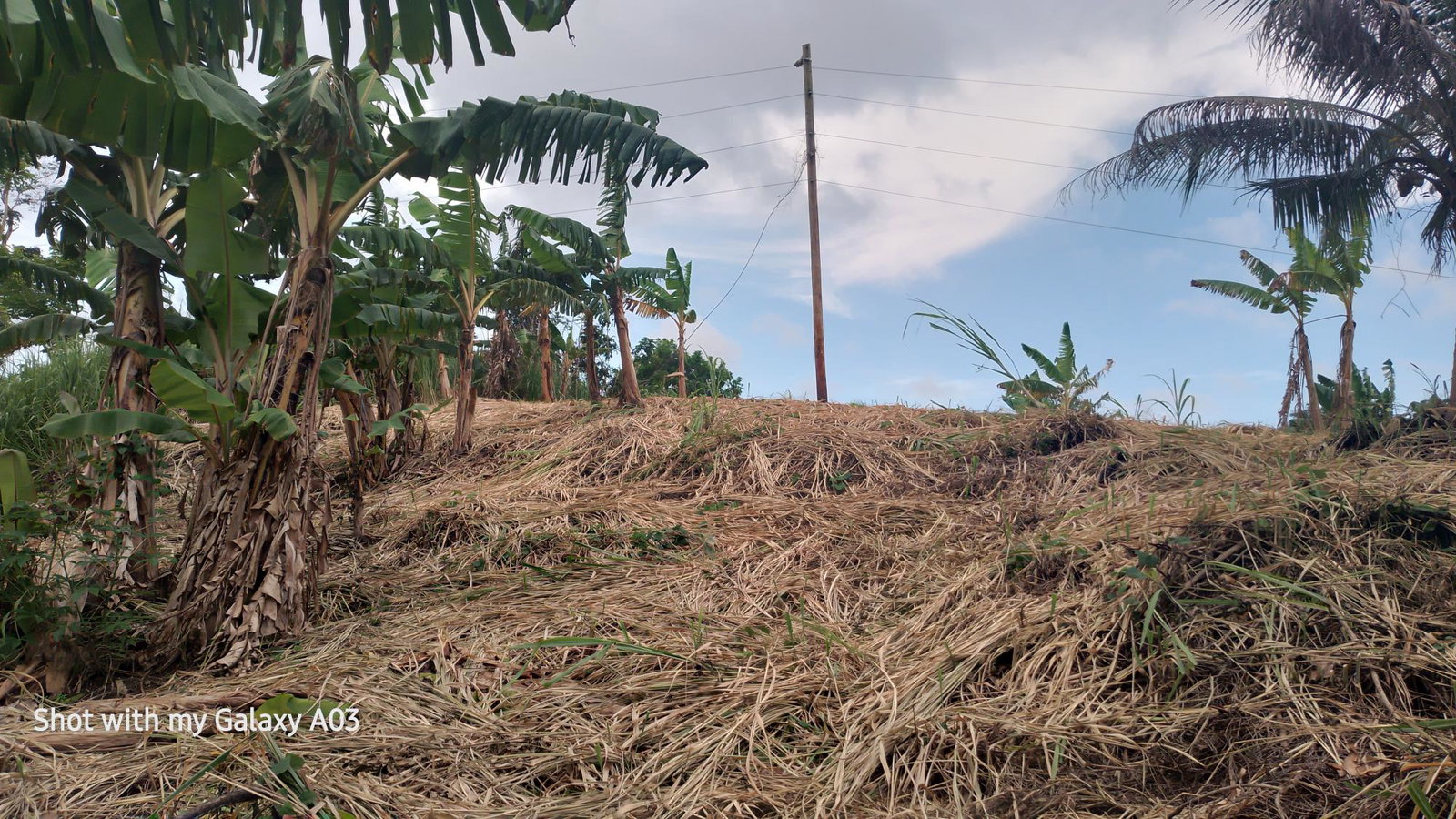 Fourth image of Lot 6 New Ramble, Free Hill P.o in Free Hill, St. Mary, Jamaica - property is For Sale