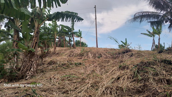 Fourth image of Lot 6 New Ramble, Free Hill P.o in Free Hill, St. Mary, Jamaica - property is For Sale