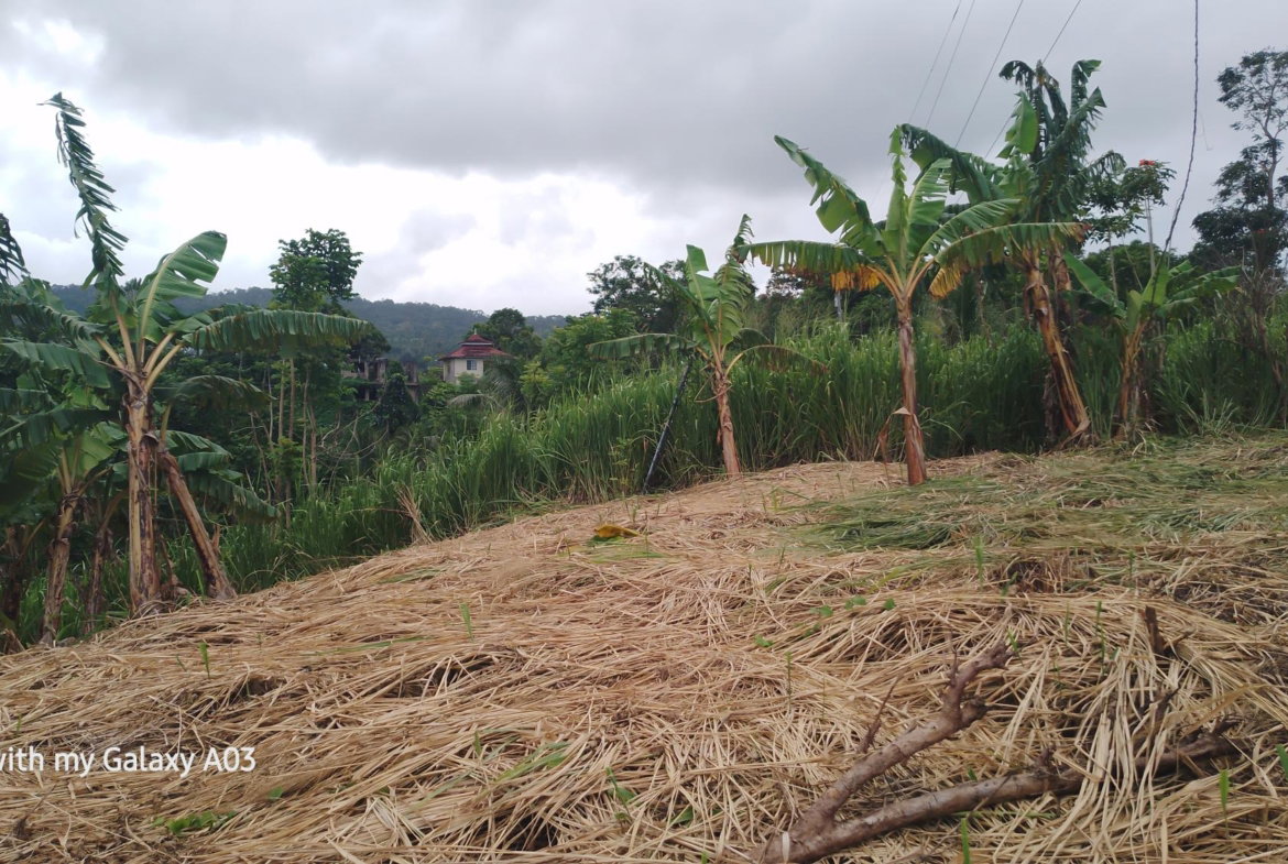 Fifth image of Lot 6 New Ramble, Free Hill P.o in Free Hill, St. Mary, Jamaica - property is For Sale