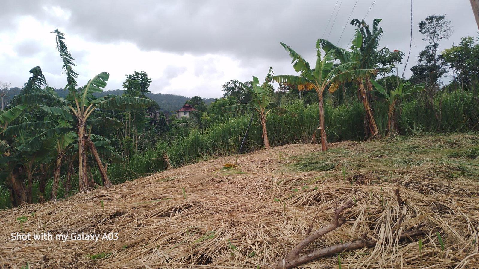 Fifth image of Lot 6 New Ramble, Free Hill P.o in Free Hill, St. Mary, Jamaica - property is For Sale