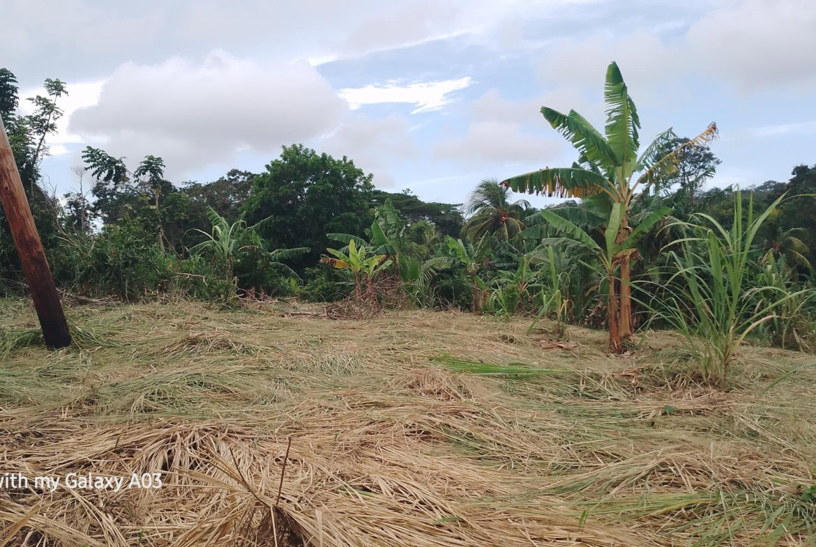 Sixth image of Lot 6 New Ramble, Free Hill P.o in Free Hill, St. Mary, Jamaica - property is For Sale