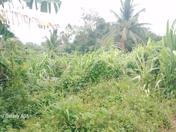 First image of Lot 6 New Ramble, Free Hill P.o in Free Hill, St. Mary, Jamaica - property is For Sale