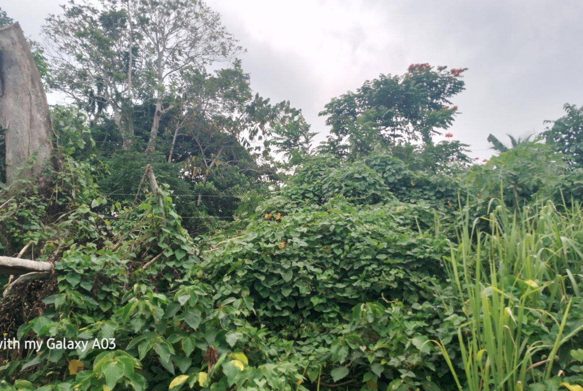 Eighth image of Lot 6 New Ramble, Free Hill P.o in Free Hill, St. Mary, Jamaica - property is For Sale