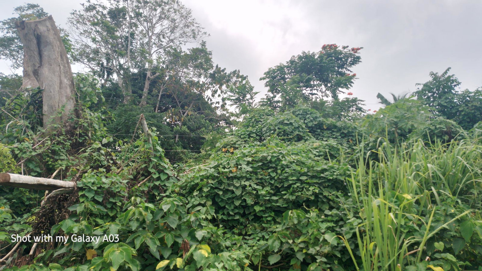 Eighth image of Lot 6 New Ramble, Free Hill P.o in Free Hill, St. Mary, Jamaica - property is For Sale