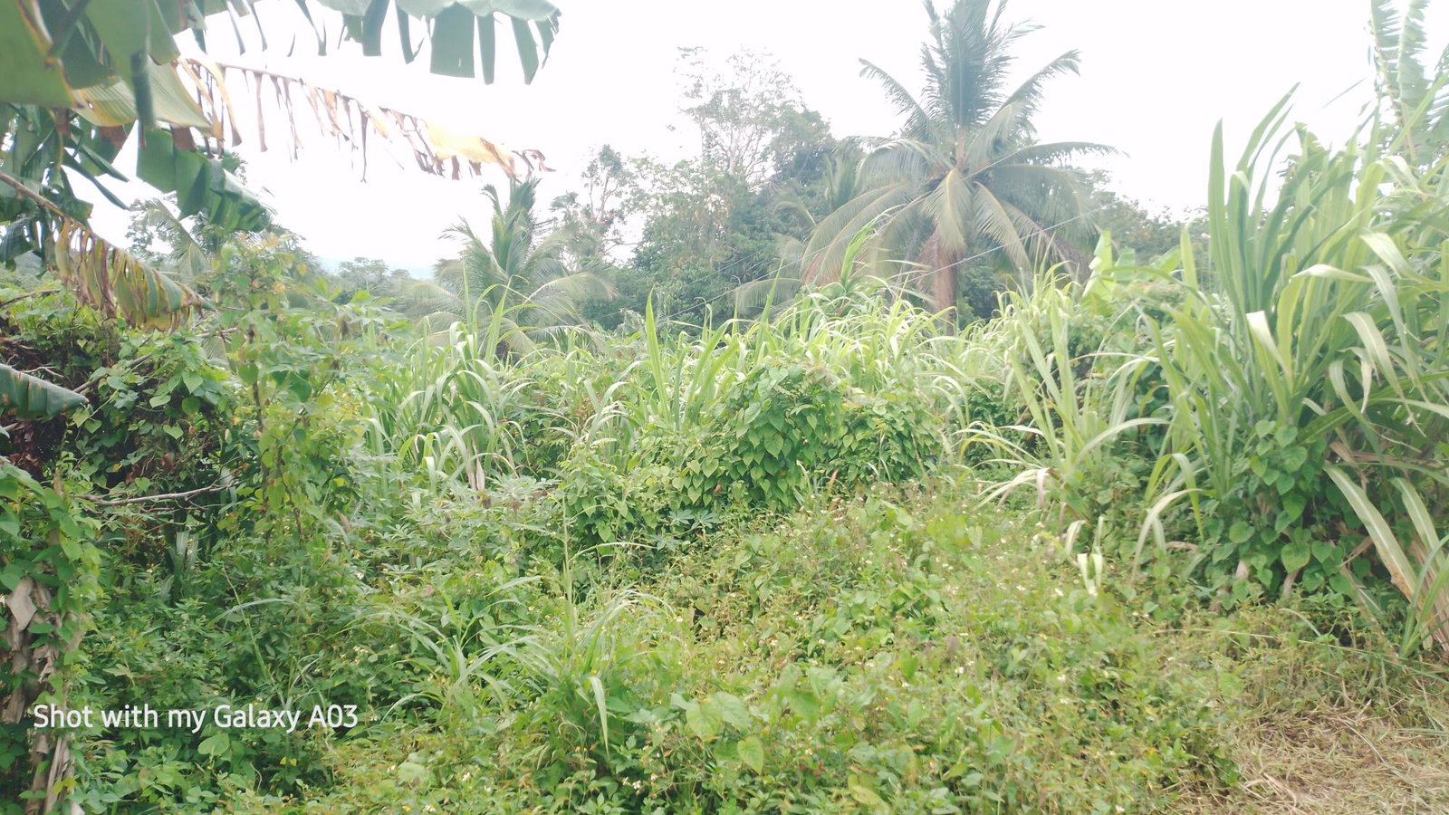 First image of Lot 6 New Ramble, Free Hill P.o in Free Hill, St. Mary, Jamaica - property is For Sale