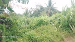 First image of Lot 6 New Ramble, Free Hill P.o in Free Hill, St. Mary, Jamaica - property is For Sale