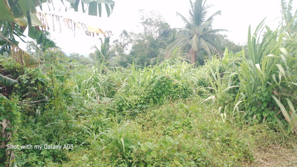 First image of Lot 6 New Ramble, Free Hill P.o in Free Hill, St. Mary, Jamaica - property is For Sale