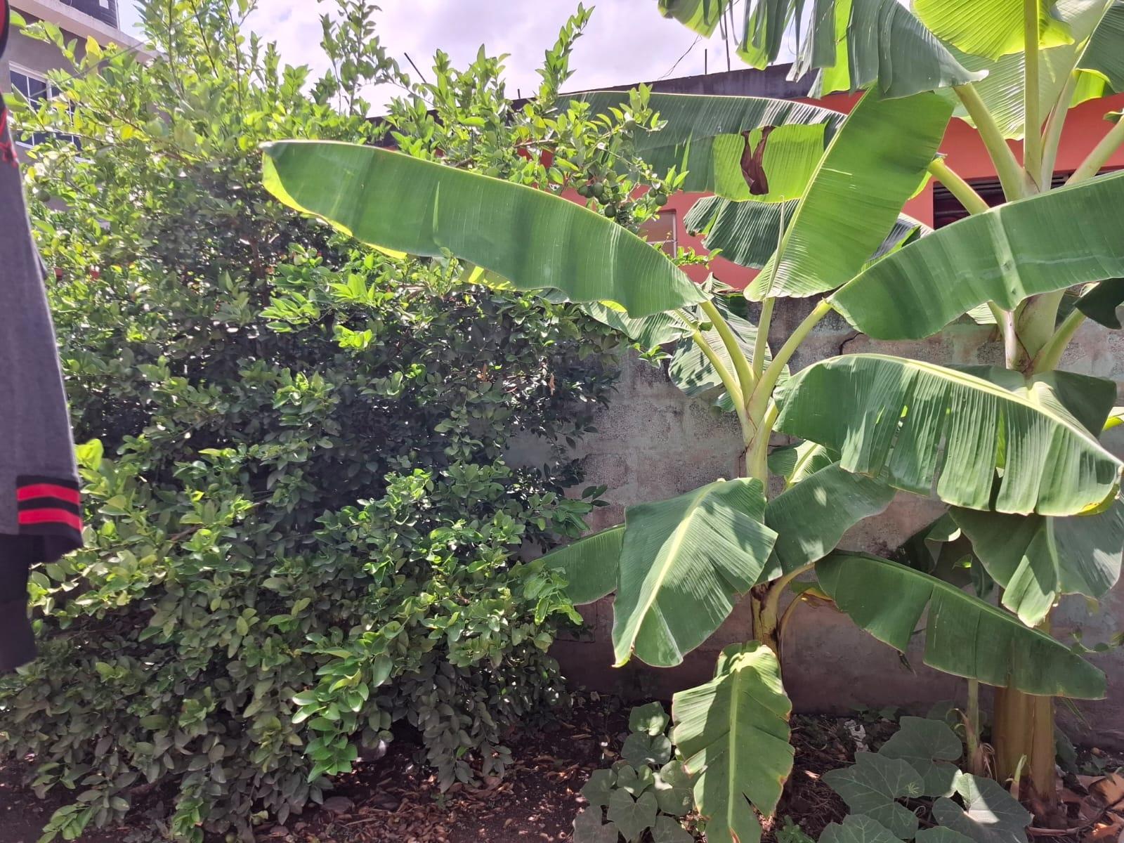 Fifth image of 6 Duhaney Drive,kingston 20 in Kingston 20, St. Andrew, Jamaica - property is For Sale