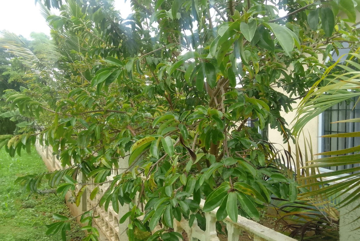 Seventh image of 35 Holland Estate in HOLLAND ESTATE, Trelawny, Jamaica - property is For Rent