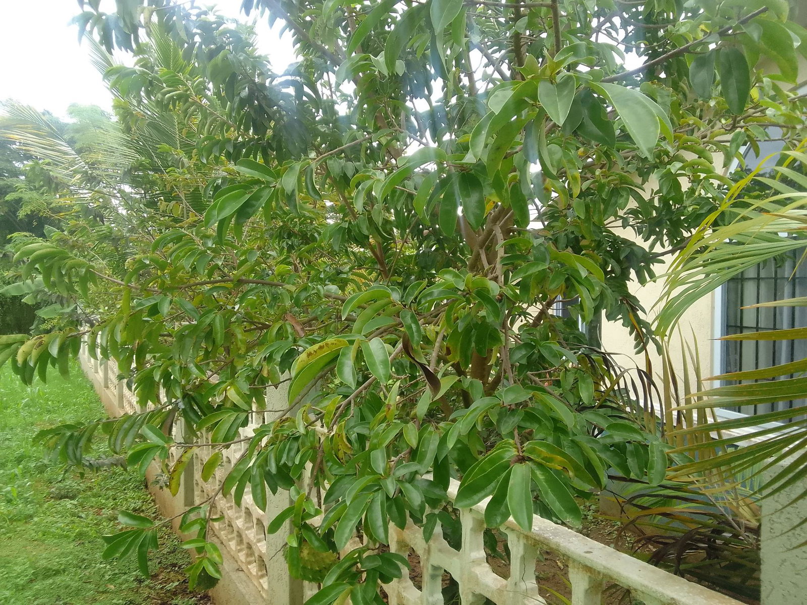 Seventh image of 35 Holland Estate in HOLLAND ESTATE, Trelawny, Jamaica - property is For Rent