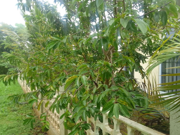 Seventh image of 35 Holland Estate in HOLLAND ESTATE, Trelawny, Jamaica - property is For Rent