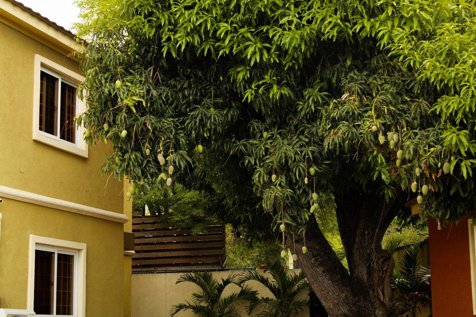 Ground-Floor-Apartment-for-Sale-in-Kingston-6-–-2-Bed-2.5-Bath-Prime-Location Twenty-Fourth image of 11-7 Charlemont Avenue in Kingston 6, St. Andrew, Jamaica - property is For Sale