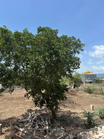 Twenty-Second image of 8 Old Wharf rd in Treasure Beach, St. Elizabeth, Jamaica - property is For Sale