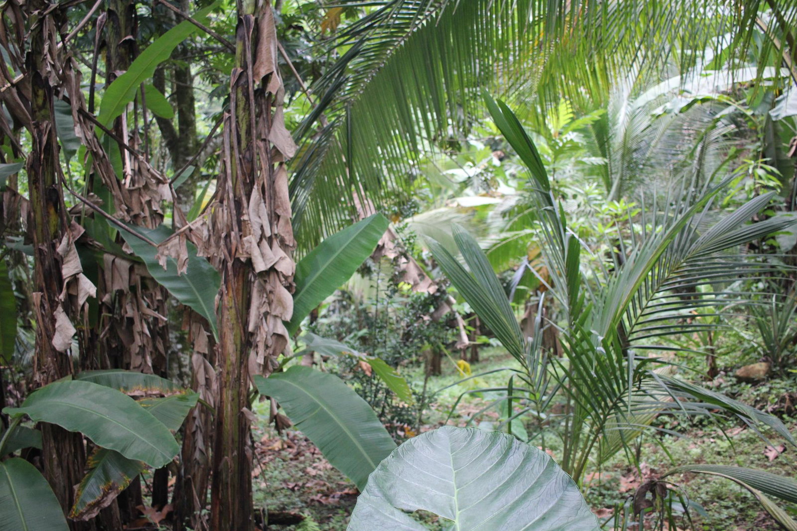 Nineteenth image of Trenail Maggotty in Maggotty, St. Elizabeth, Jamaica - property is For Sale