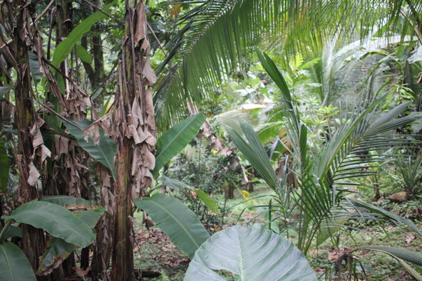 Nineteenth image of Trenail Maggotty in Maggotty, St. Elizabeth, Jamaica - property is For Sale