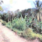 First image of Lot #3 Rosend, Islington in Islington, St. Mary, Jamaica - property is For Sale