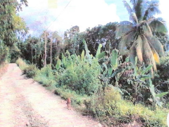 First image of Lot #3 Rosend, Islington in Islington, St. Mary, Jamaica - property is For Sale