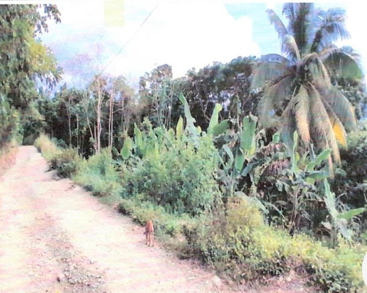 First image of Lot #3 Rosend, Islington in Islington, St. Mary, Jamaica - property is For Sale