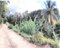 First image of Lot #3 Rosend, Islington in Islington, St. Mary, Jamaica - property is For Sale